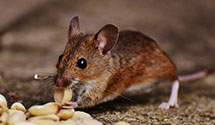 24 Hour & Emergency Exterminators in Brooksville, ME